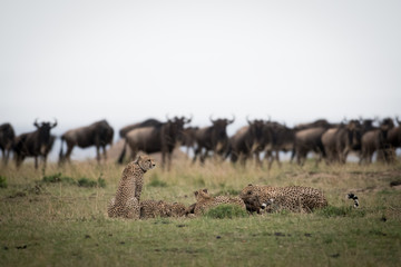Naklejka na ściany i meble Cheetahs attacking wildebeest