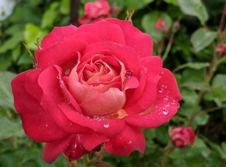 rose flower red garcen nature love beauty petal 