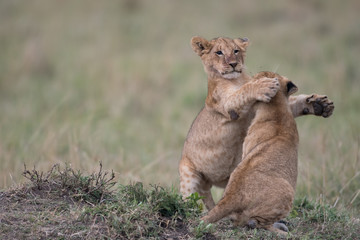 Fototapeta na wymiar Two lion cubs playing