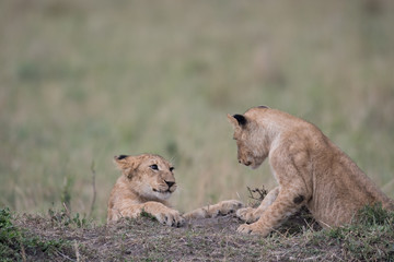 Two lion cubs playing