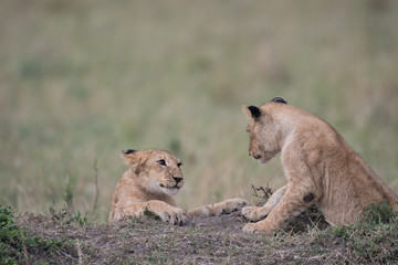 Two lion cubs playing