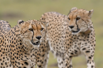 Portrait of a cheetah