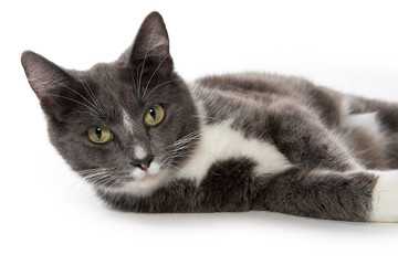 Adult white and gray cat