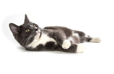 Adult white and gray cat