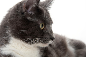 Adult white and gray cat