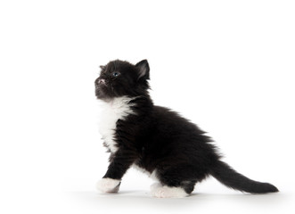 Cute black and white kitten