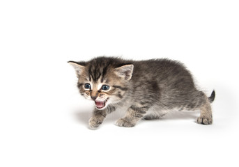 Cute tabby kitten on white