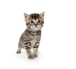 Cute tabby kitten on white