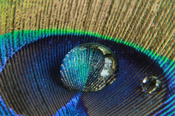 Fototapeta premium One or single water drop on a peacock feather