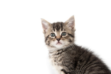 Cute tabby kitten on white