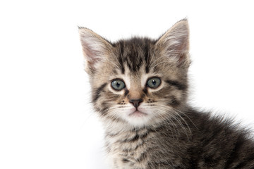 Cute tabby kitten on white