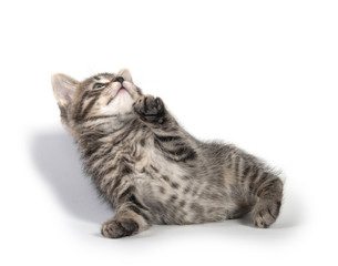 Cute kitten sitting on white