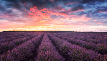 Naklejka na ściany i meble Lavender field at sunrise / Stunning view with a beautiful lavender field at sunrise