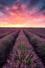 Zelfklevend Fotobehang Lavender field at sunrise / Stunning view with a beautiful lavender field at sunrise © Jess_Ivanova