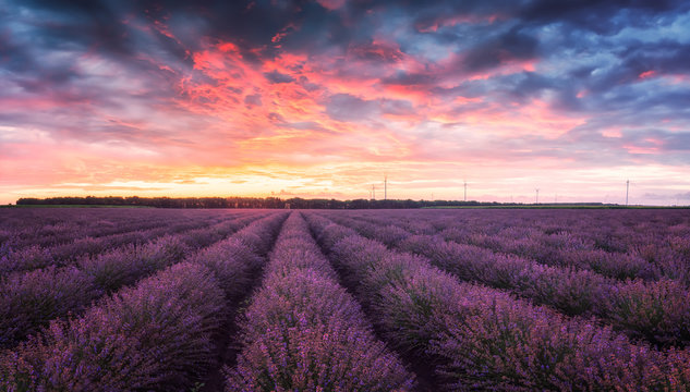 Lavender field at sunrise / Stunning view with a beautiful lavender field at sunrise
