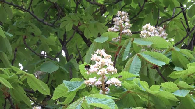 Horse chestnut buds close-up at flowering time. Nature beauty in the early summer. The chestnut-tree in spring. 