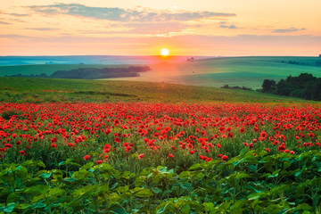 Fototapeta na wymiar Poppy field at sunset / Amazing view with a spring field and lots of poppies at sunset