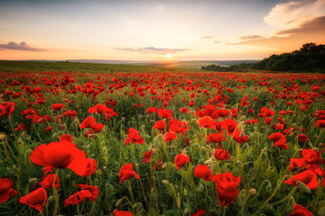Poppy field at sunset / Amazing view with a spring field and lots of poppies at sunset