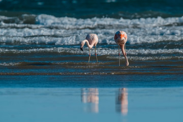 Flamingos feeding at low tide, Peninsula Valdes, Patagonia, Argentina