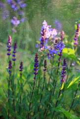 Fototapeta premium Background or Texture of Salvia nemorosa 'Caradonna' Balkan Clary on a summer day during the rain
