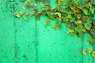 ivy leaves on green cement wall