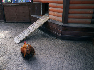 The cock bird in the paddock near the house there is a poultry yard in the farm. © Mariya