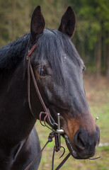 Fototapeta premium portrait of western horse