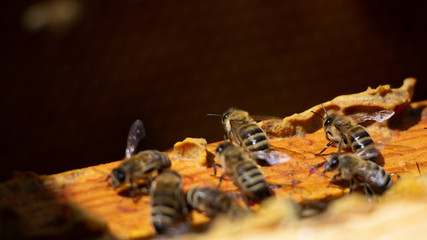the working bees on honey cells in a hive