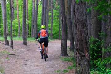 Sport and active life concept. Cyclist in protective. Cycling on bike in coniferous forest on summer day among many green trees. Healthy lifestyle.