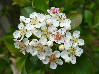 White tender flowers of black chokeberry  (Aronia melanocarpa) in spring on green leaves background. Closeup of Black Chokeberry shrub flowers with white petals and pink anthers. Selective focus.