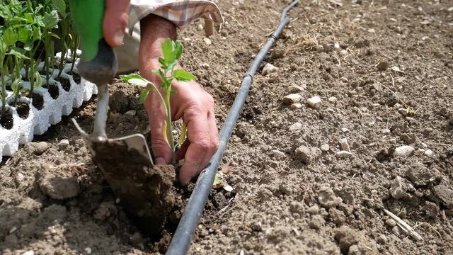 Man is planting young tomatoes plants in the garden. Gardener's hand planting sprouts in the soil. Seeding, Seedling, Plantation. Italian tomato cultivar San Marzano, excellence of made in italy