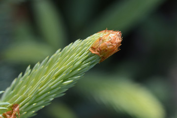 Fat Albert Colorado blue spruce