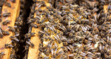 the working bees on honey cells in a hive