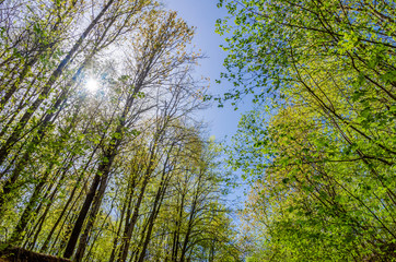 Beautiful variety of tree crowns in a forest in spring against a blue sky with the sun. Bottom view of trees
