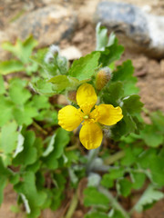 Greater celandine (Chelidonium majus, tetterwort, nipplewort or swallowwort). Yellow flower on a green background. Closeup, selective focus.