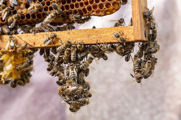 the working bees on honey cells in a hive