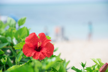 沖縄のハイビスカス © tatsushi