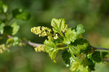 Mountain currant