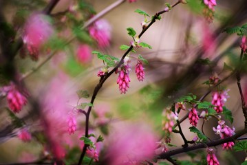 Fototapeta na wymiar Blüten Blume Strauch Busch Zweig Pink Rosa Natur Makro Bokeh Offenblende Farbspiel Deko Wallpaper