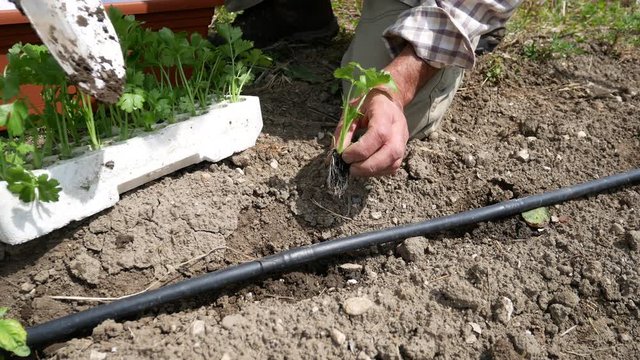 Man is planting young celery plants in the garden. Gardener's hand planting sprouts in the soil. Seeding, Seedling, Plantation. gardening celery