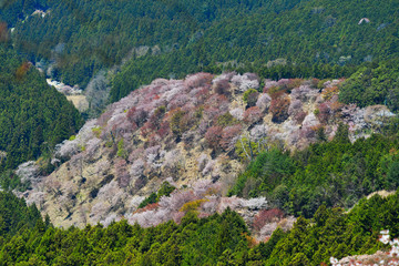 Cherry blossom in Yoshino Park, Japan