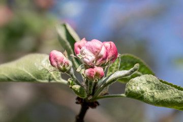 Apple tree flower