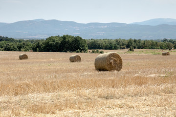 Summer rural landscape with straw rolls in the field