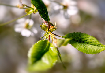 Cherry tree flower