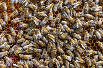 Many working bees on the surface of cells with honey and larvae. Backgound,