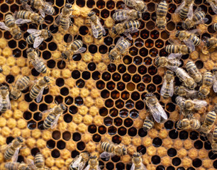 Many working bees on the surface of cells with honey and larvae. Backgound,