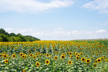 Fototapeta premium Sunflower field with cloudy blue sky