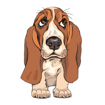 Basset hound cartoon best sale