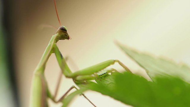 Macro photography of an insect in nature  Mantis on the table near the green leaf