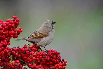 Obraz premium Bird eating red fruits,Patagonia Argentina